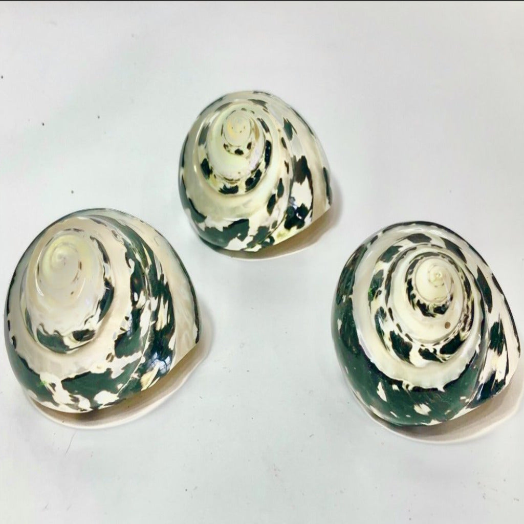 Pearl Banded Arapia (2.5”) - Treasures from Beneath