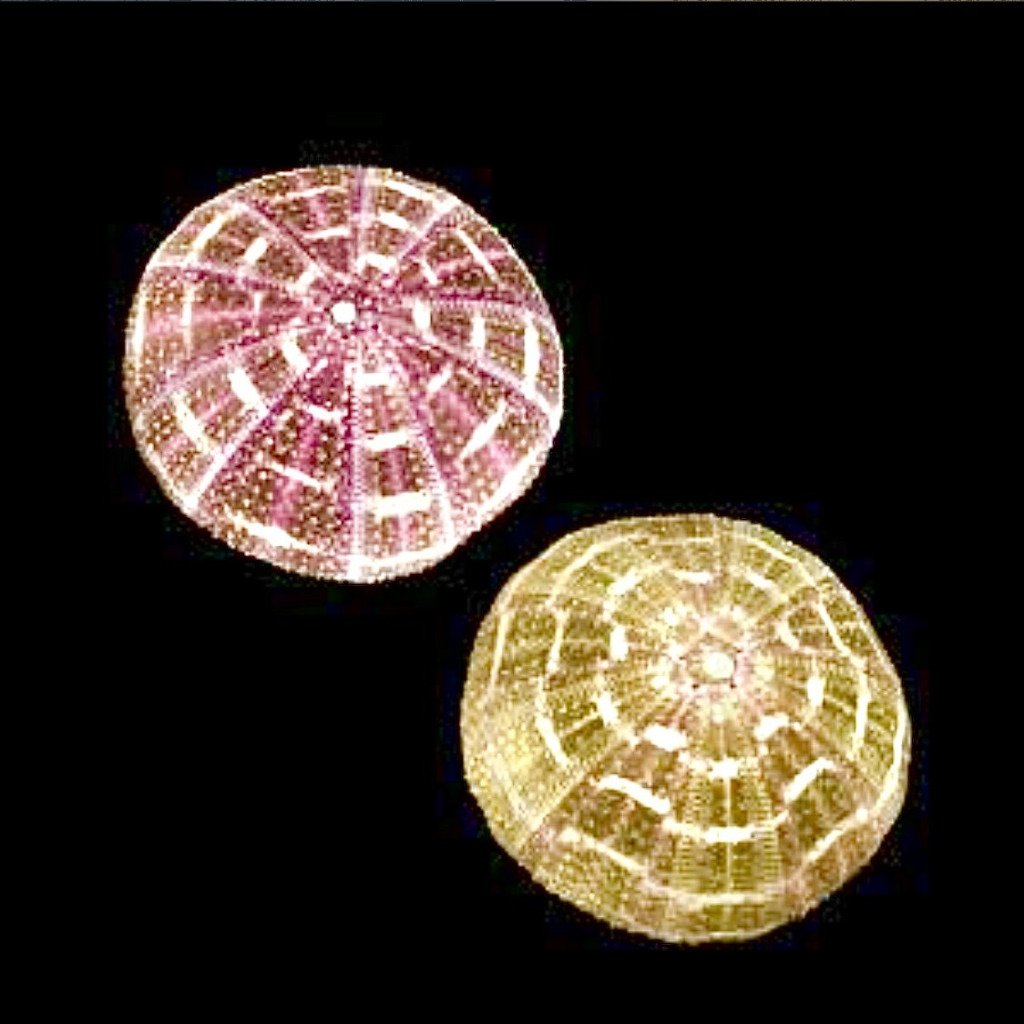 Urchins 4” Mushroom - Treasures from Beneath