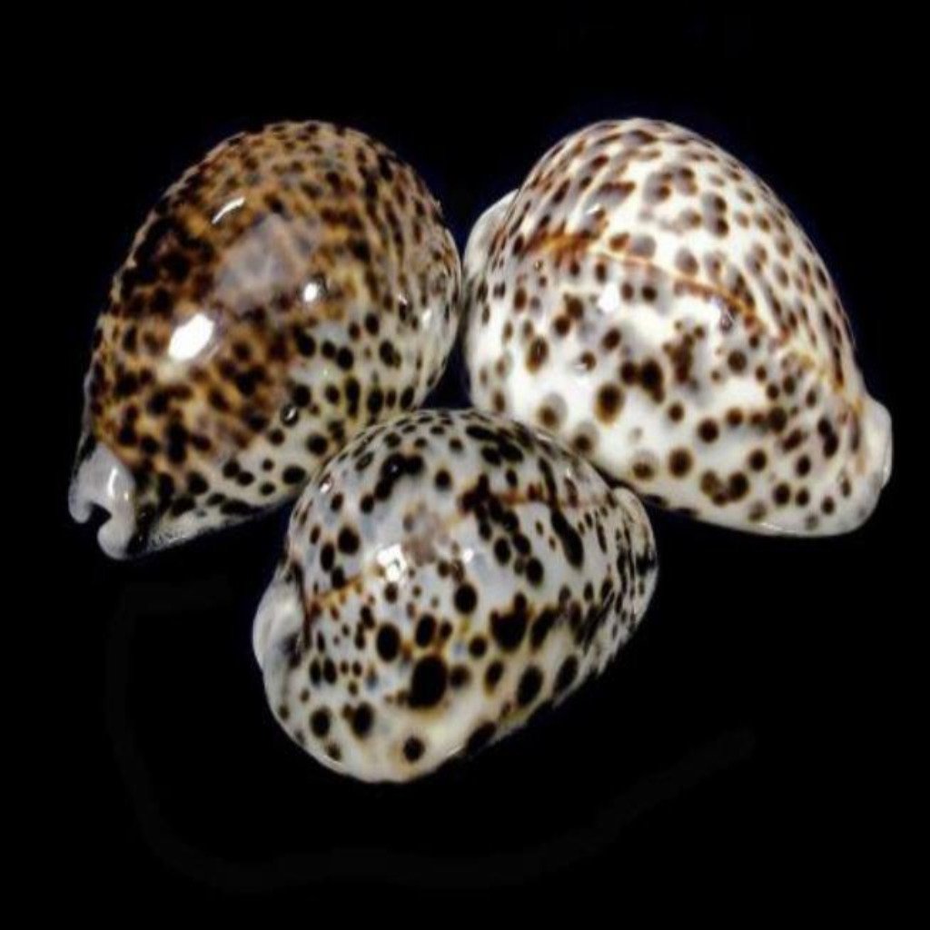 Cowrie Shells Tiger (3-3.5”+) - Treasures from Beneath
