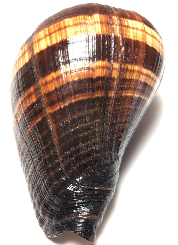 Natural Melongina, Polished  (3"-5”) (2 pieces) - Treasures from Beneath