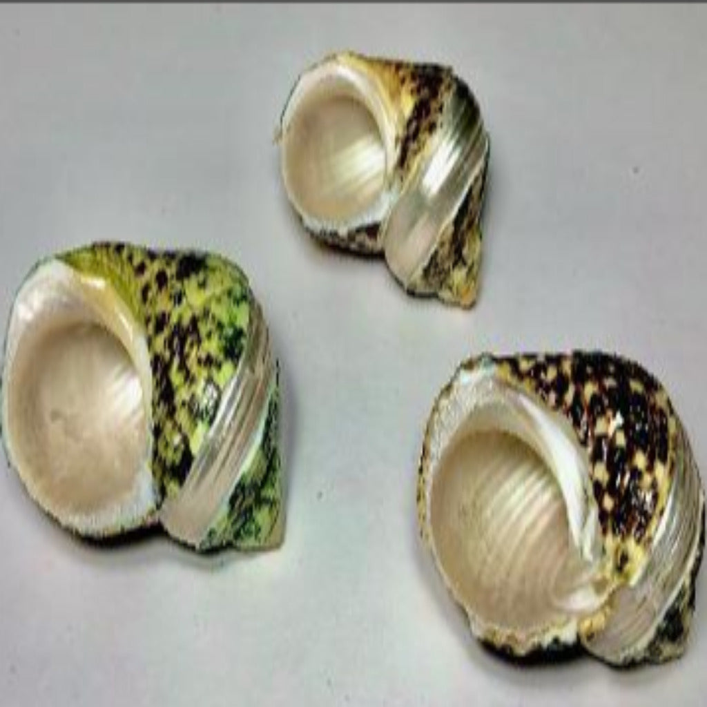Turbo Shells - Treasures from Beneath