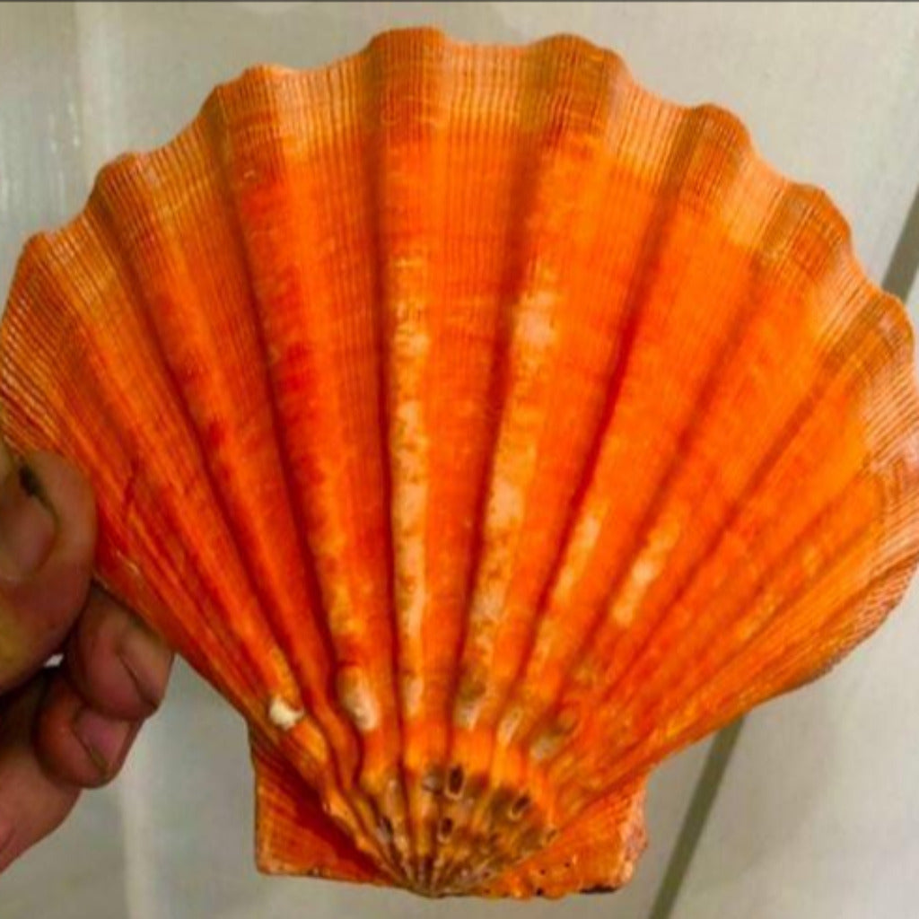 Orange Lions Paw 5”-6” (single) - Treasures from Beneath