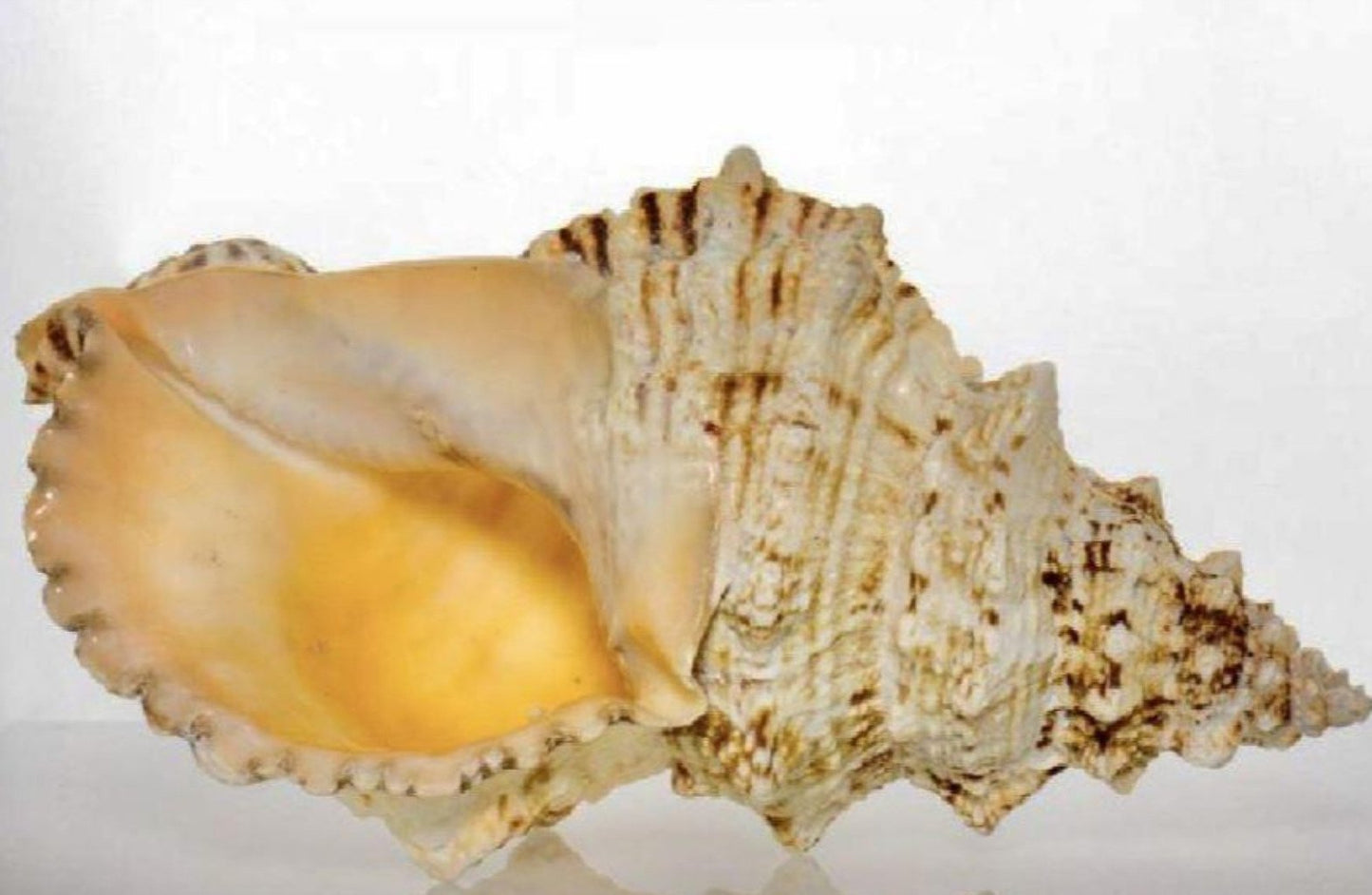 Frog Shell - Pacific Lampas 9”+ - Treasures from Beneath