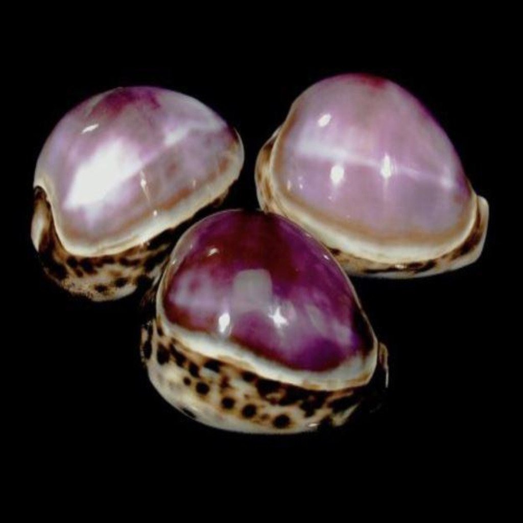 Cowrie Shells Purple Tiger (3”) - Treasures from Beneath