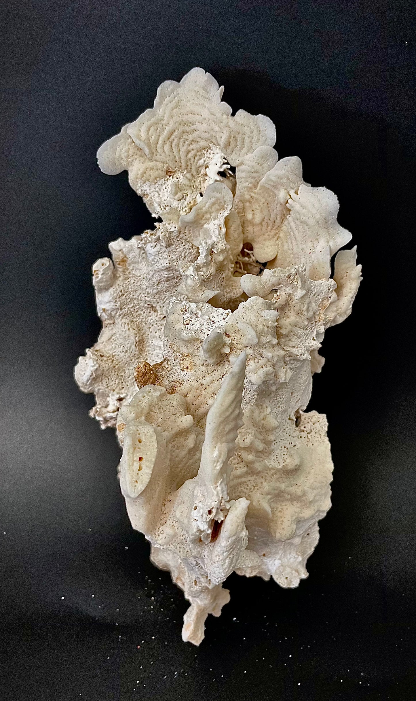 Cactus Coral (10”)