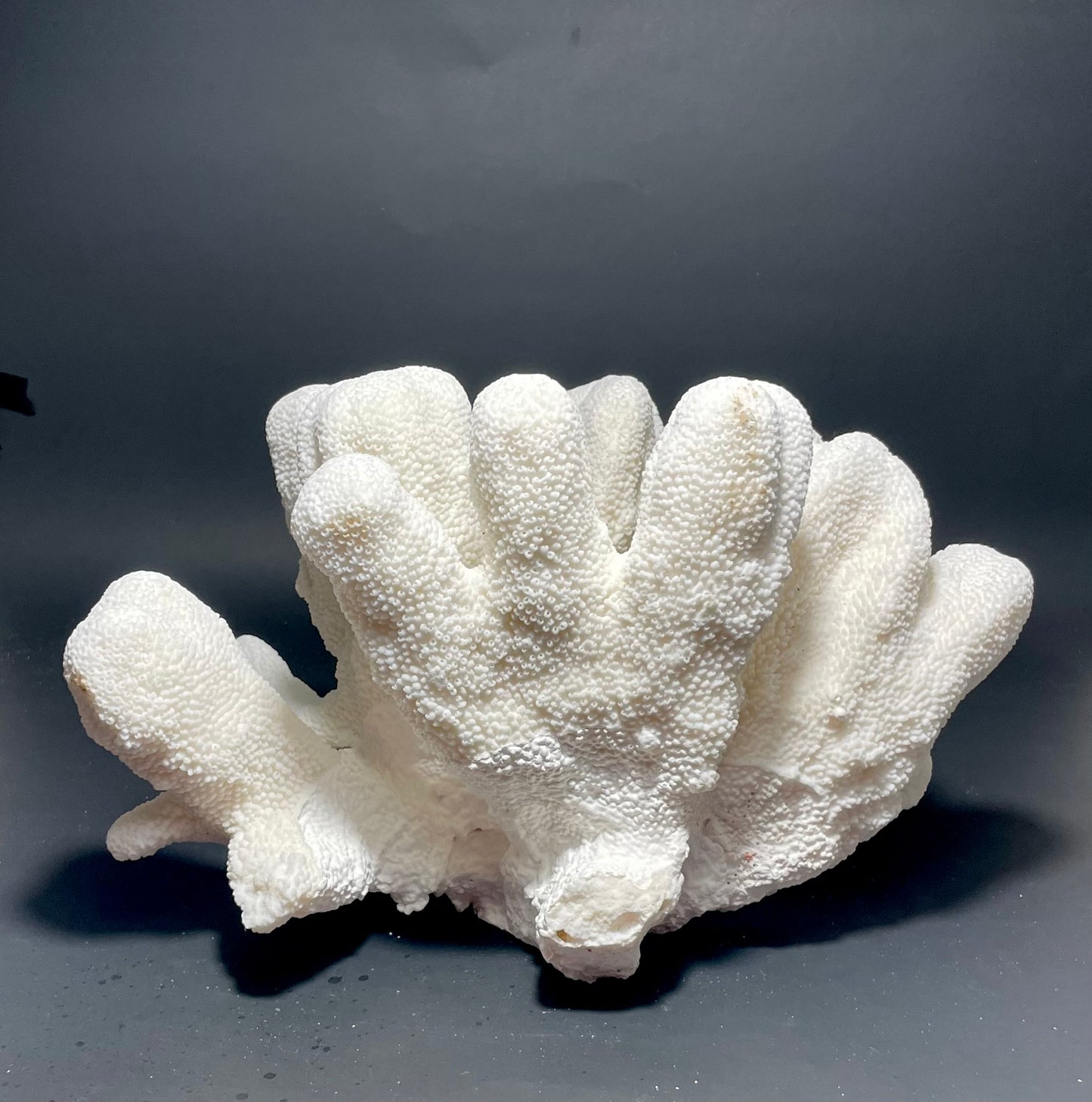 Cats Paw Coral (14”x10”)