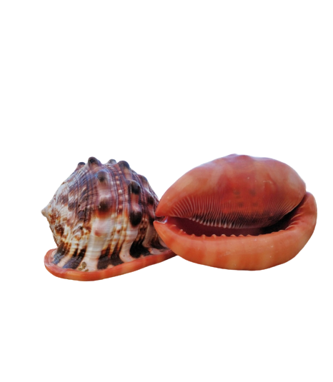 Bullmouth African Helmet Shell (5”+)