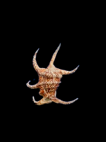 Chiragra Spider Conch (7”+)