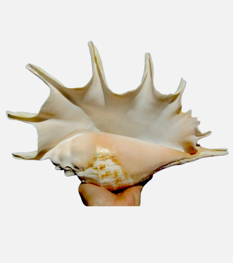 Trúncate Spider Conch (10”+)