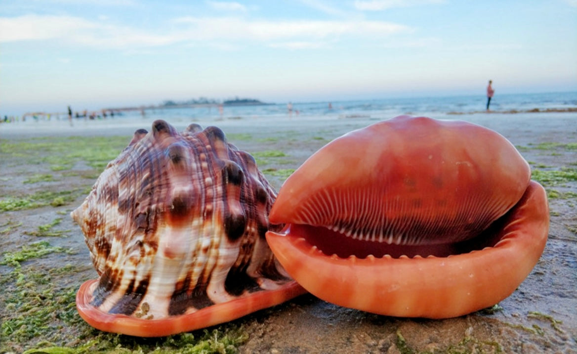 Bullmouth Helmet Shell (3”-4”)