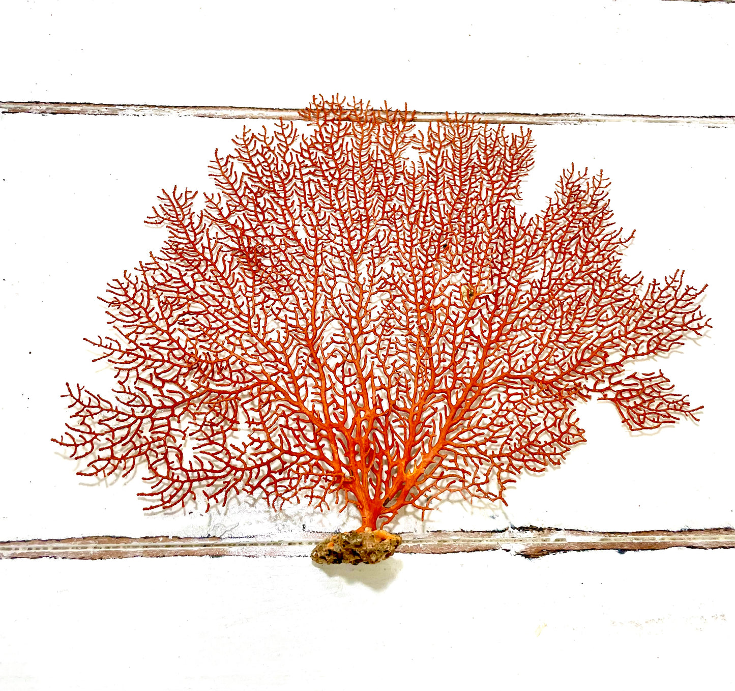 Red Sea Fan (7”-10”)