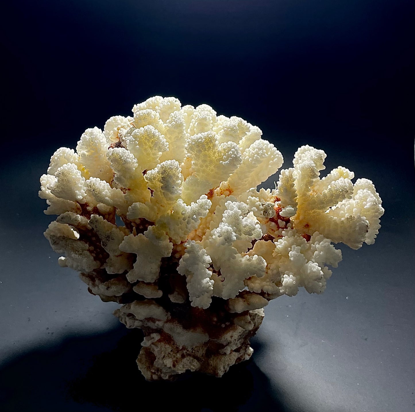 Brownstem Coral 10”x8” - Treasures from Beneath