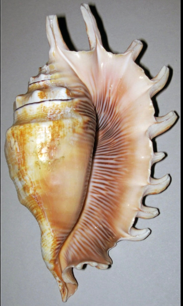 Millipede Spider Conch (5”+)