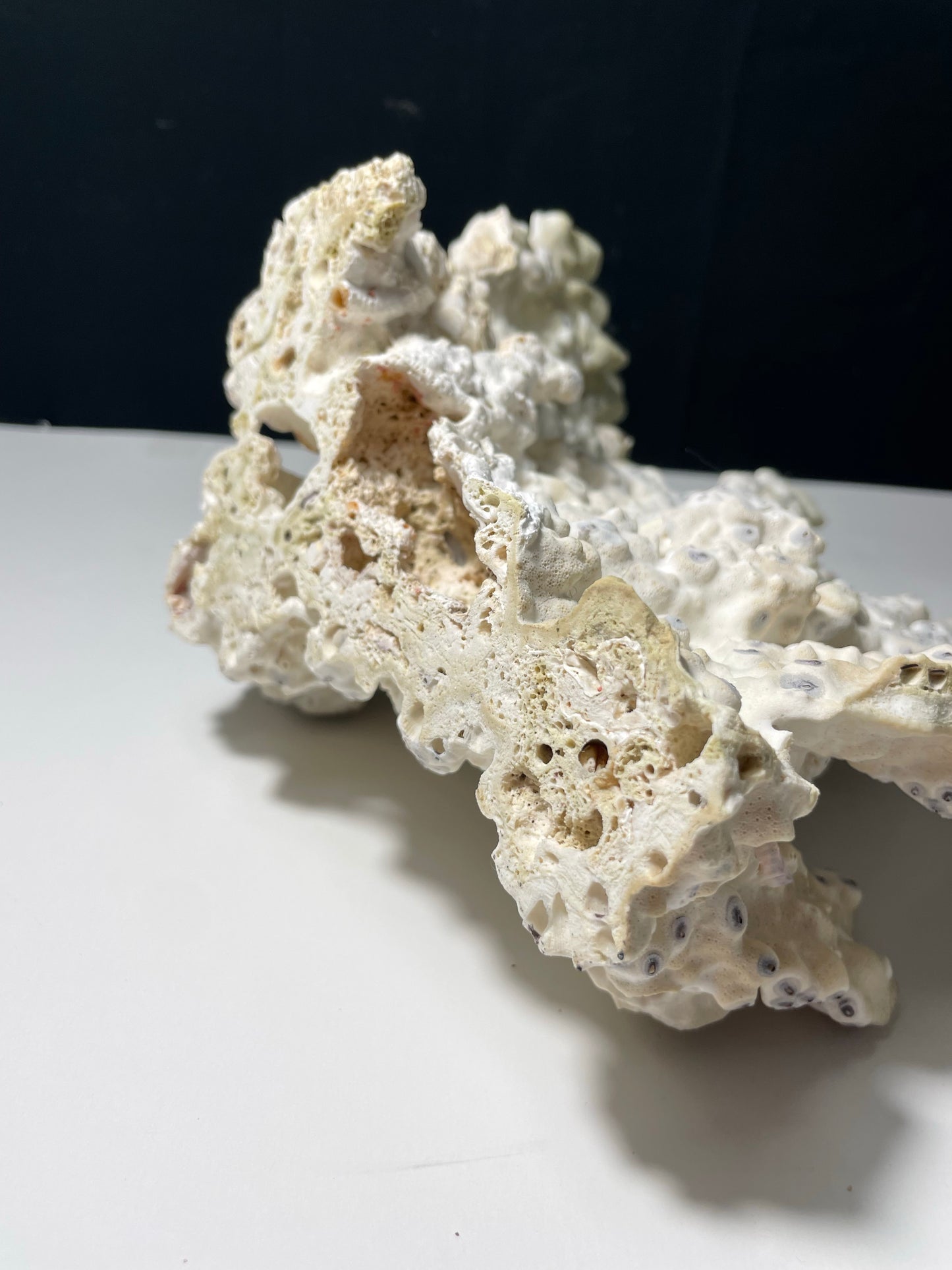 Green Fire Coral (10"x8") - Treasures from Beneath