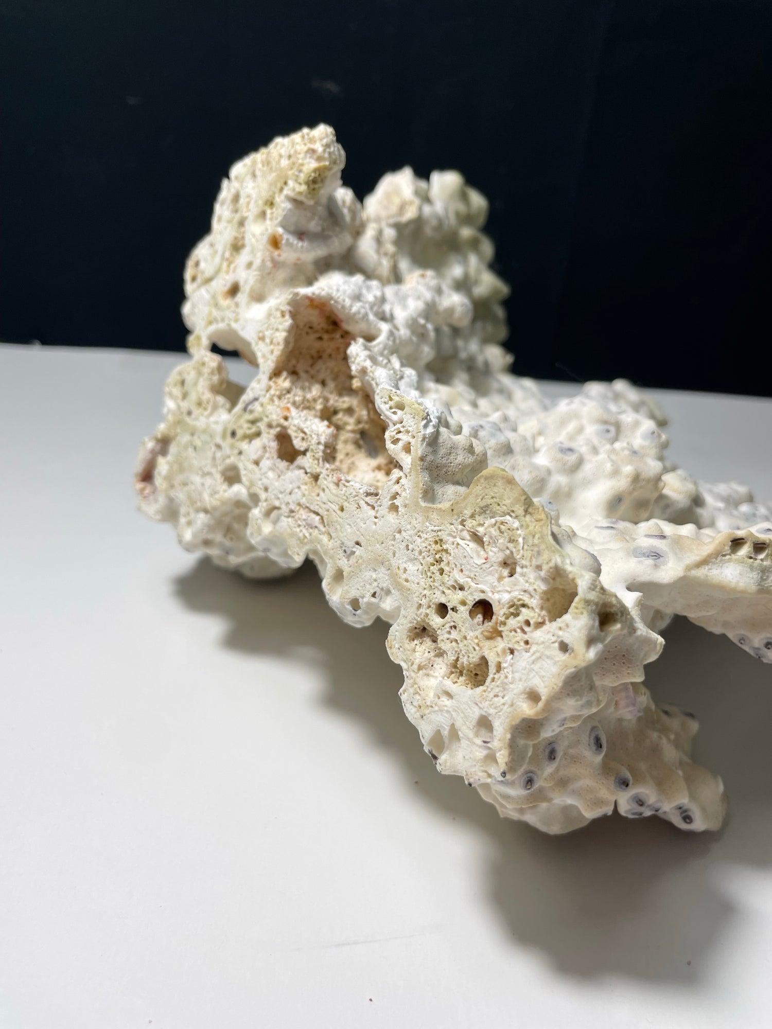 Green Fire Coral (10"x8") - Treasures from Beneath