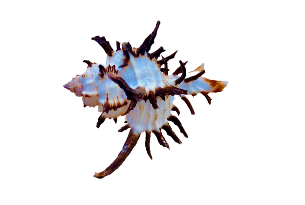 Endivia Long Spine Murex Shell (3”+)