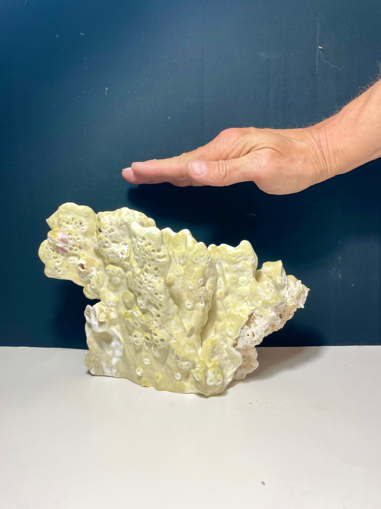 Green Fire Coral (10”x7”)