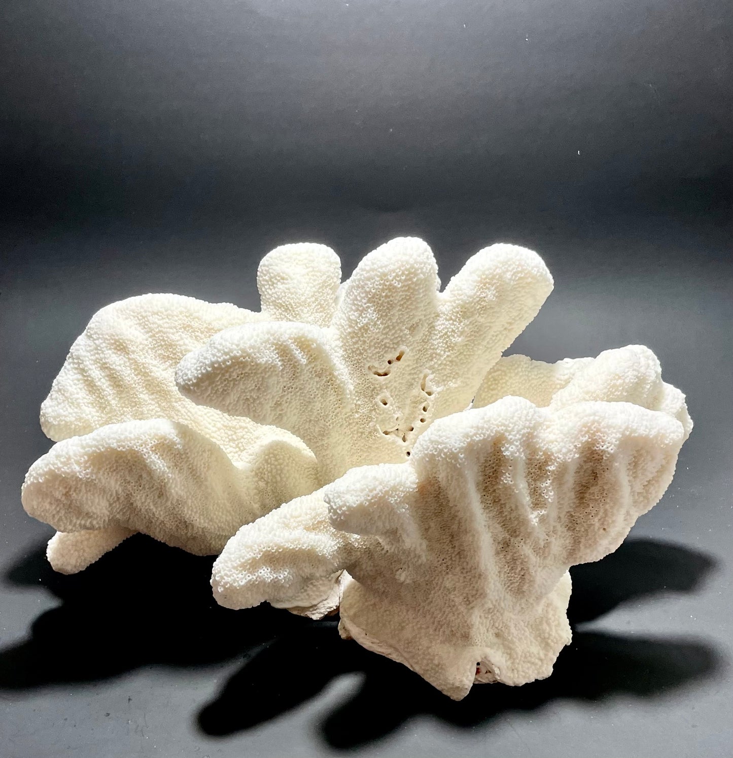 Cats Paw Coral (14”x10”)