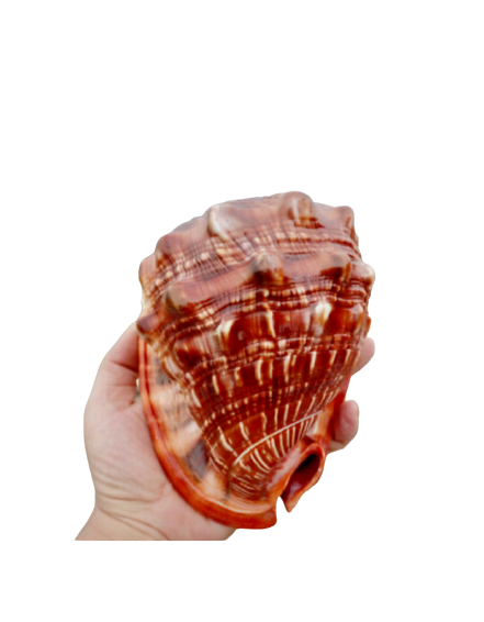 Bullmouth Helmet Shell (3”-4”)