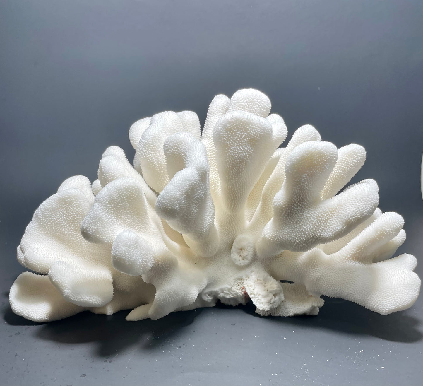 Elkhorn Coral (11”x9”)