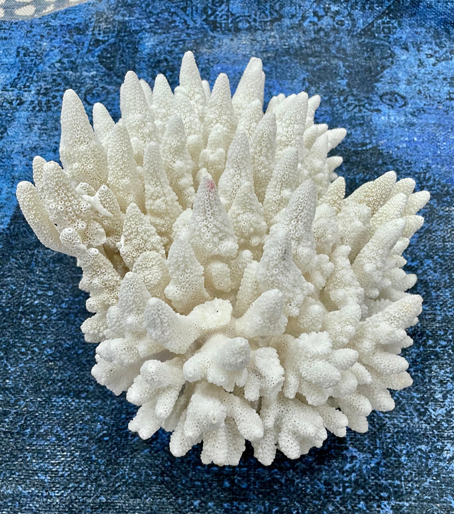 Finger Coral (14”x12”) 17 lbs