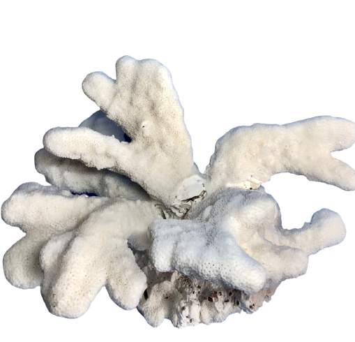 Cats Paw Coral (14”x10”)