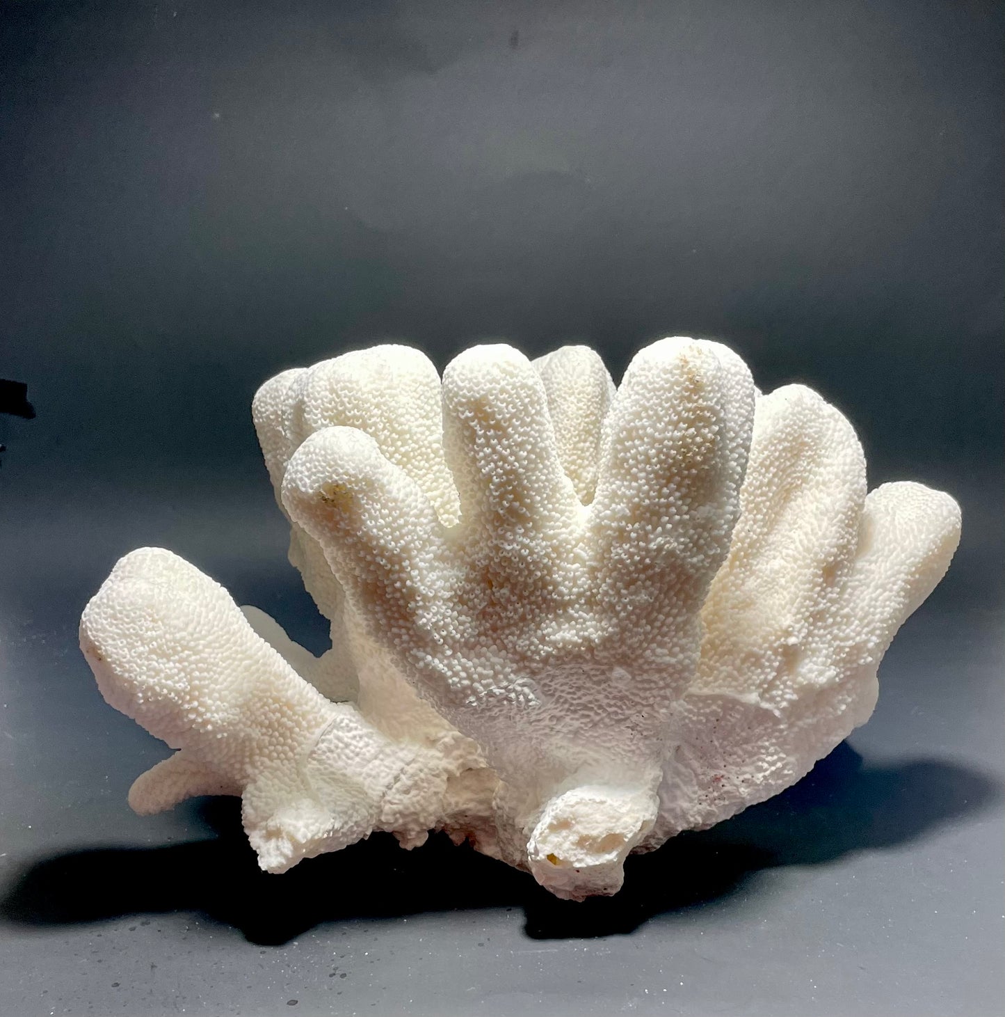 Cats Paw Coral (14”x10”)