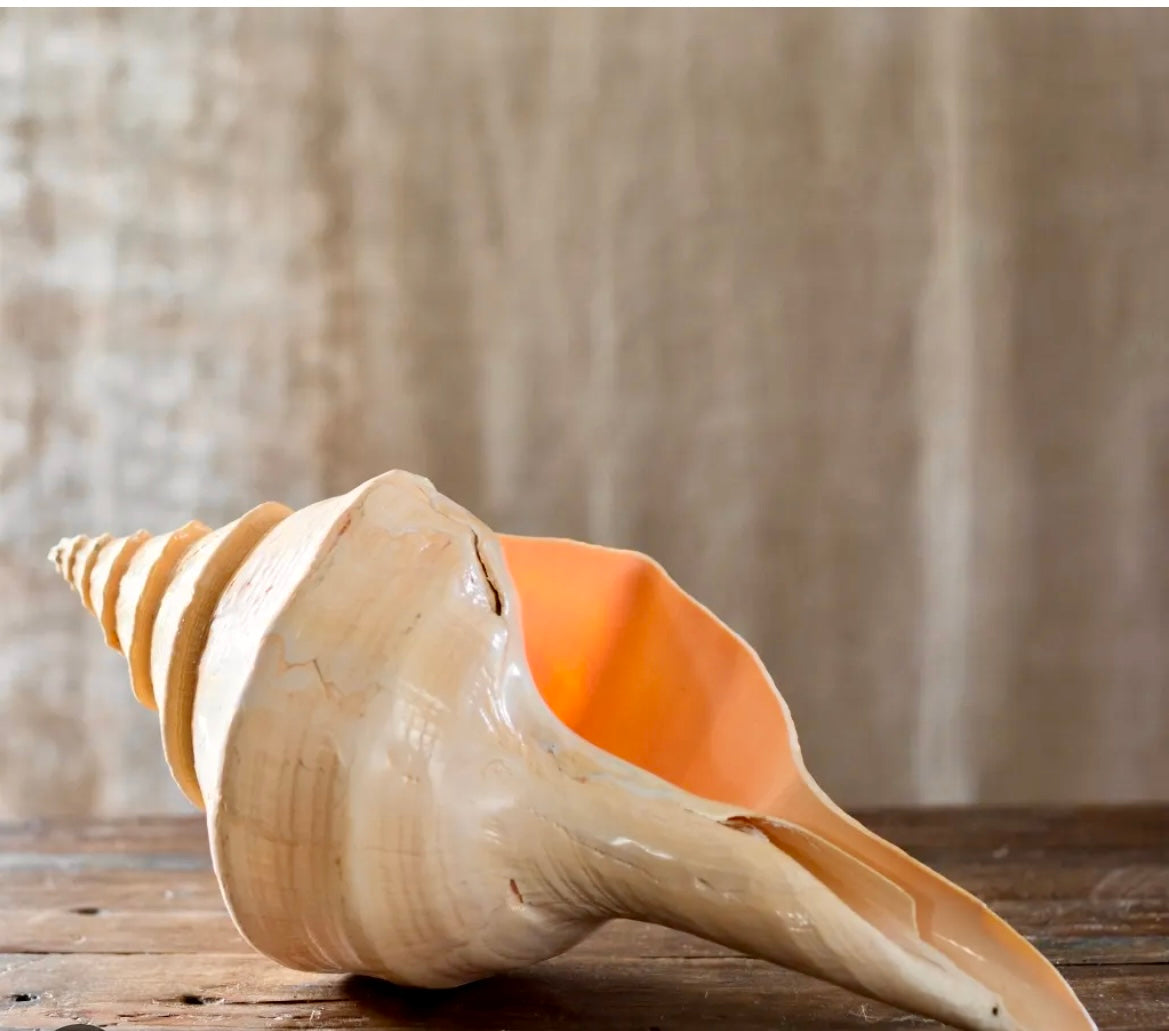 Horse Conch 9"-10" - Treasures from Beneath