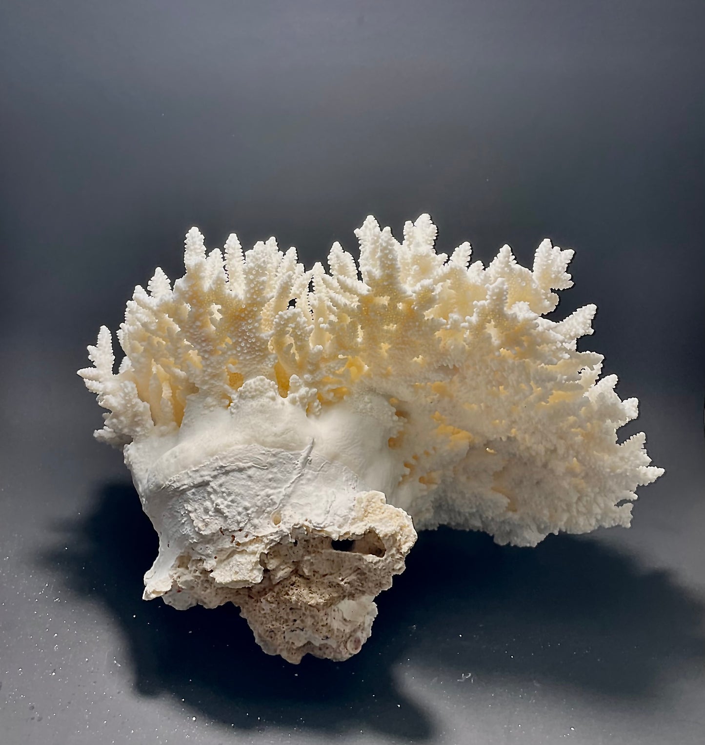 Table Coral (14”x13”)