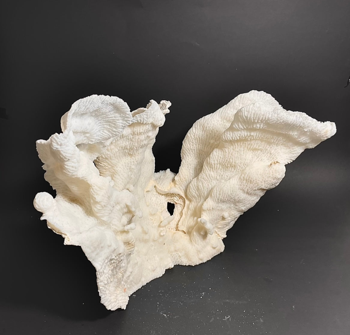 Merulina Coral (11”x10”) - Treasures from Beneath