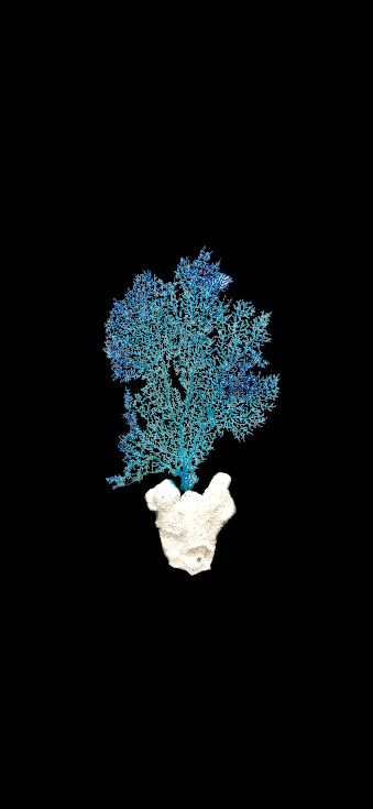 Sea Fan on Cat’s Paw Coral (13”x8”)
