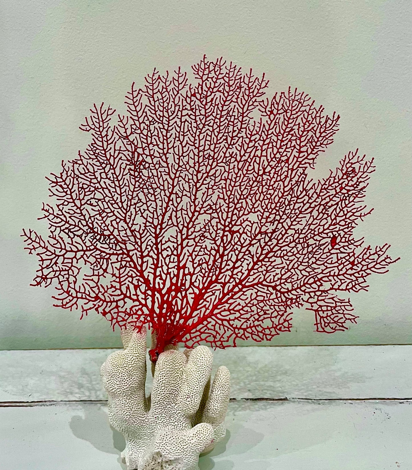 Red Sea Fan on Coral (8”x8”)