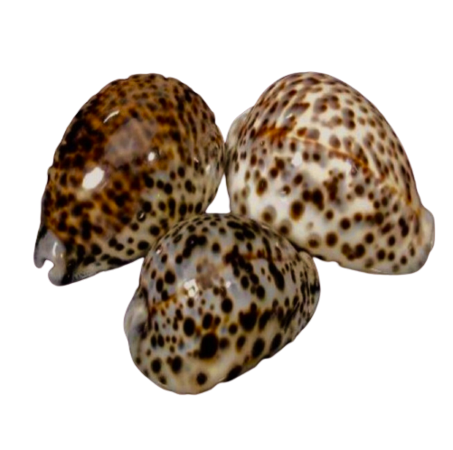Cowrie Shells Tiger (3-3.5”+) - Treasures from Beneath
