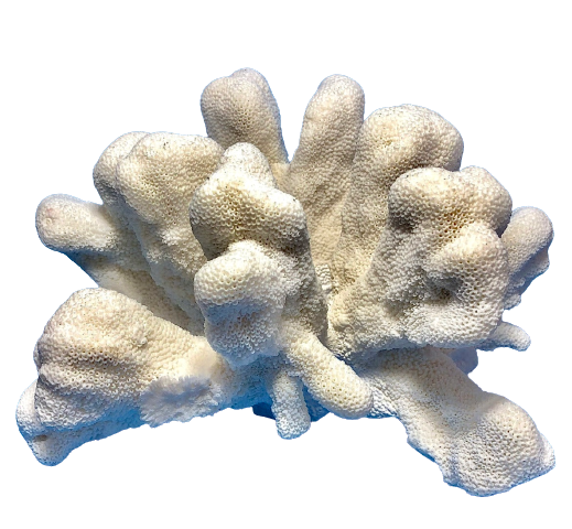 Cats Paw Coral (14”x10”)