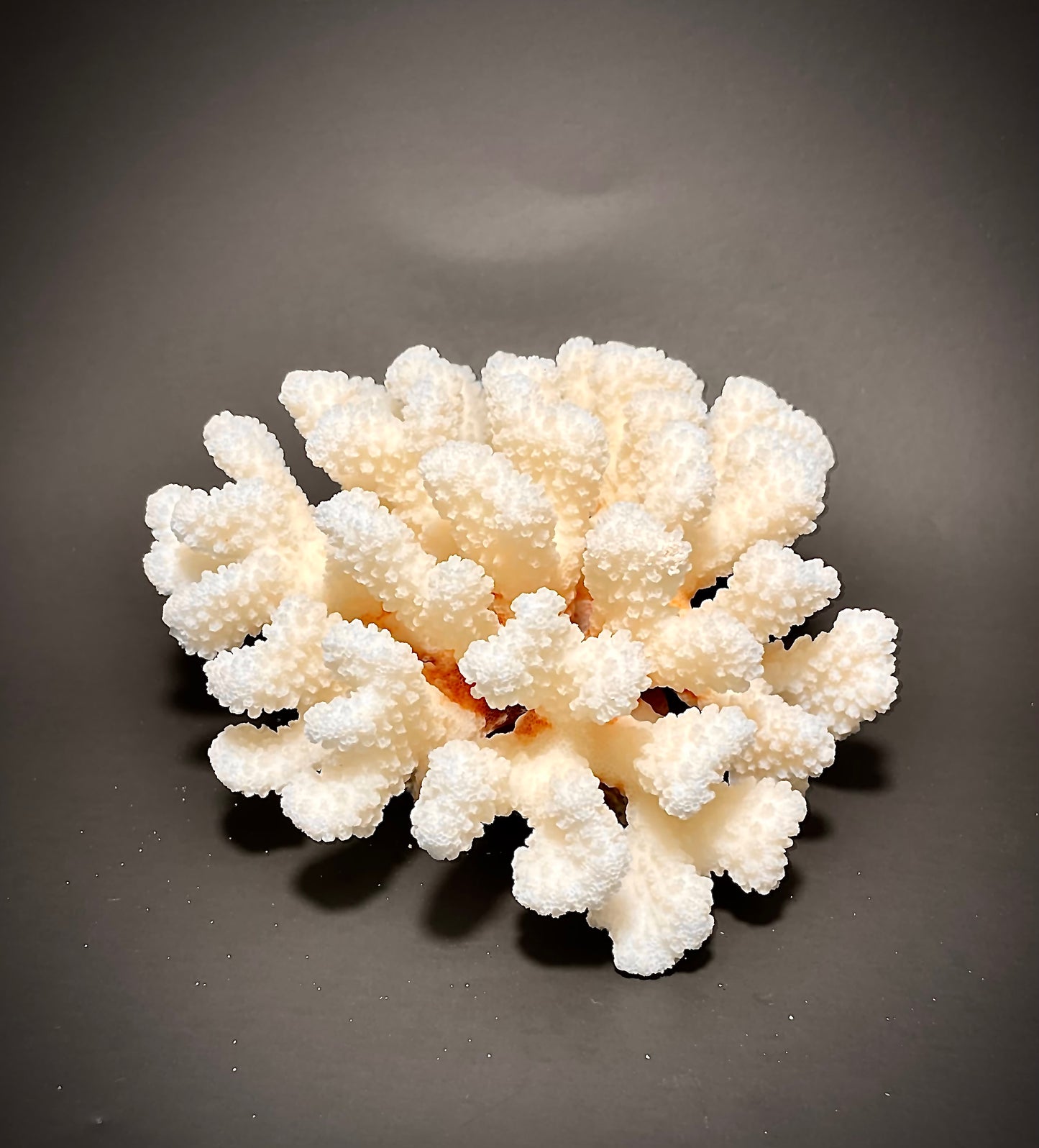 Cluster Coral (6”x6”)