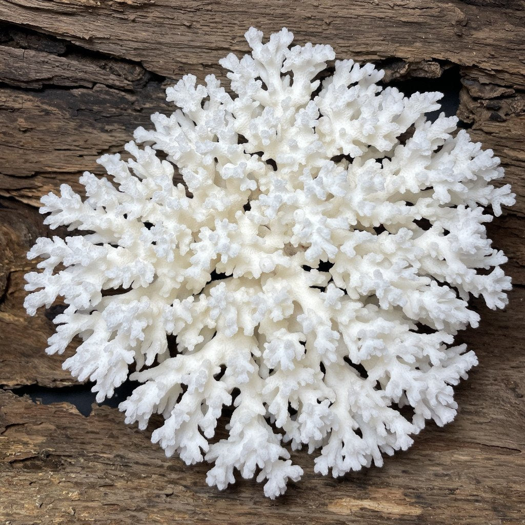 Lace Coral 7” x 7” - Treasures from Beneath