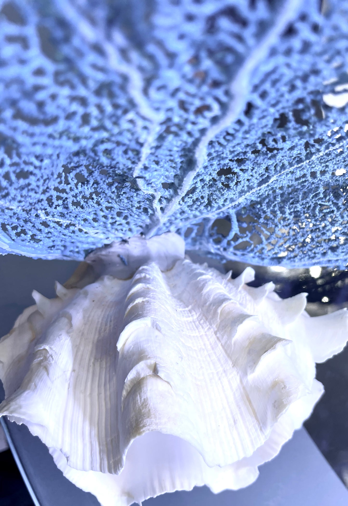 Fluted Giant Clam (6”) and Sea Fan Sculpture (17”)
