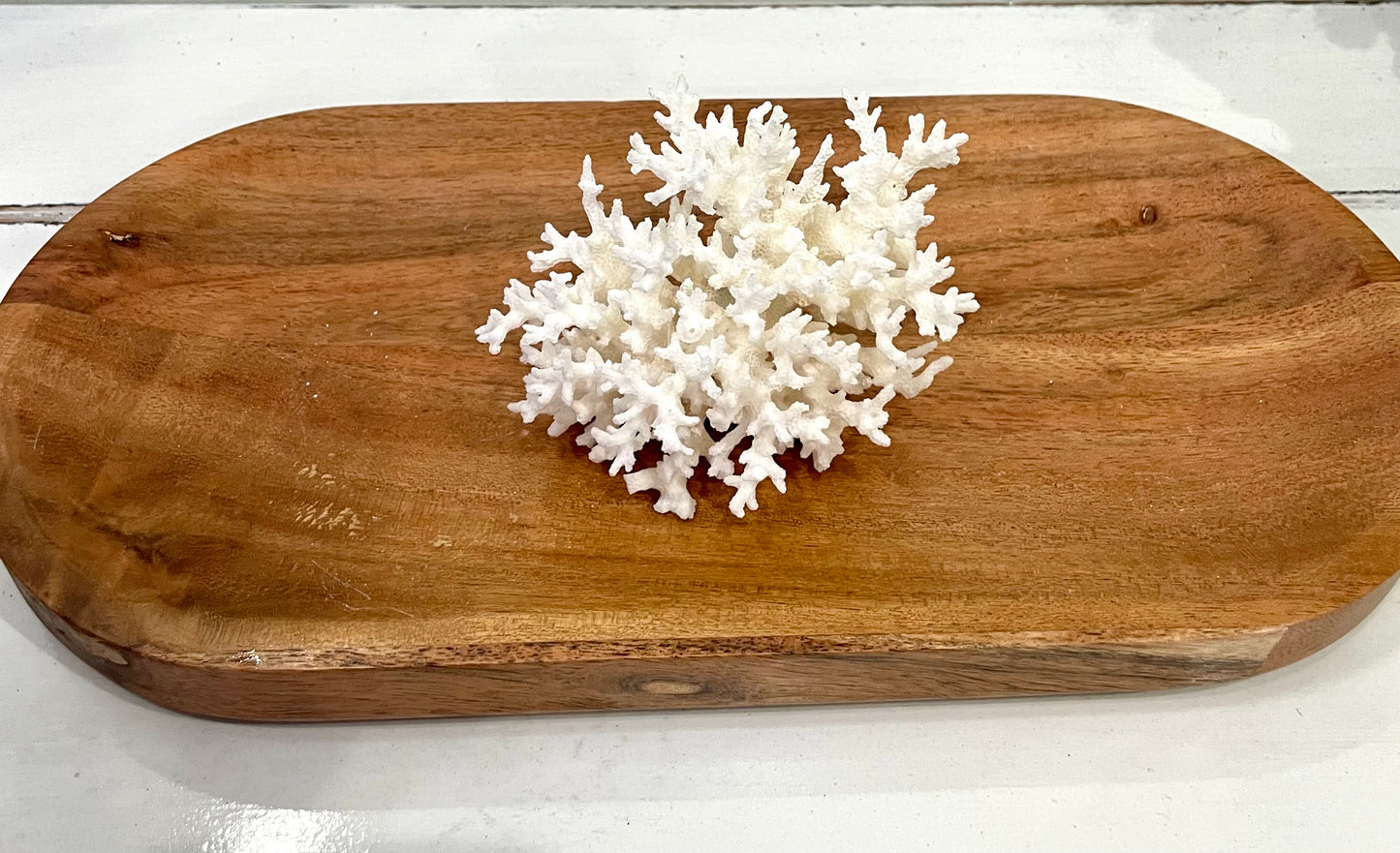Lace Coral (3”-5”)