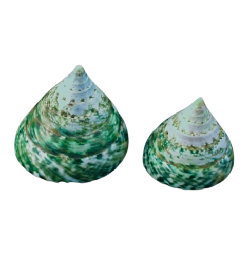 Green Troca (2.5”) (2 pcs) - Treasures from Beneath