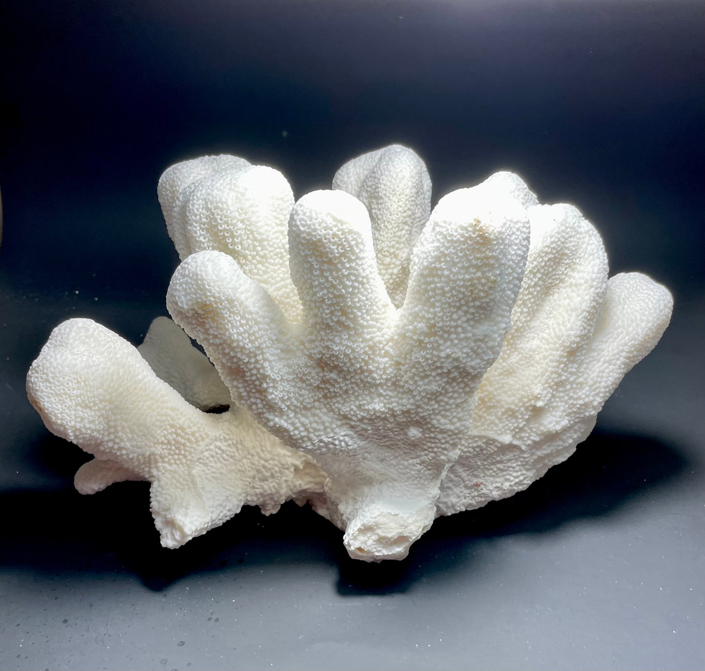 Cats Paw Coral (14”x10”)