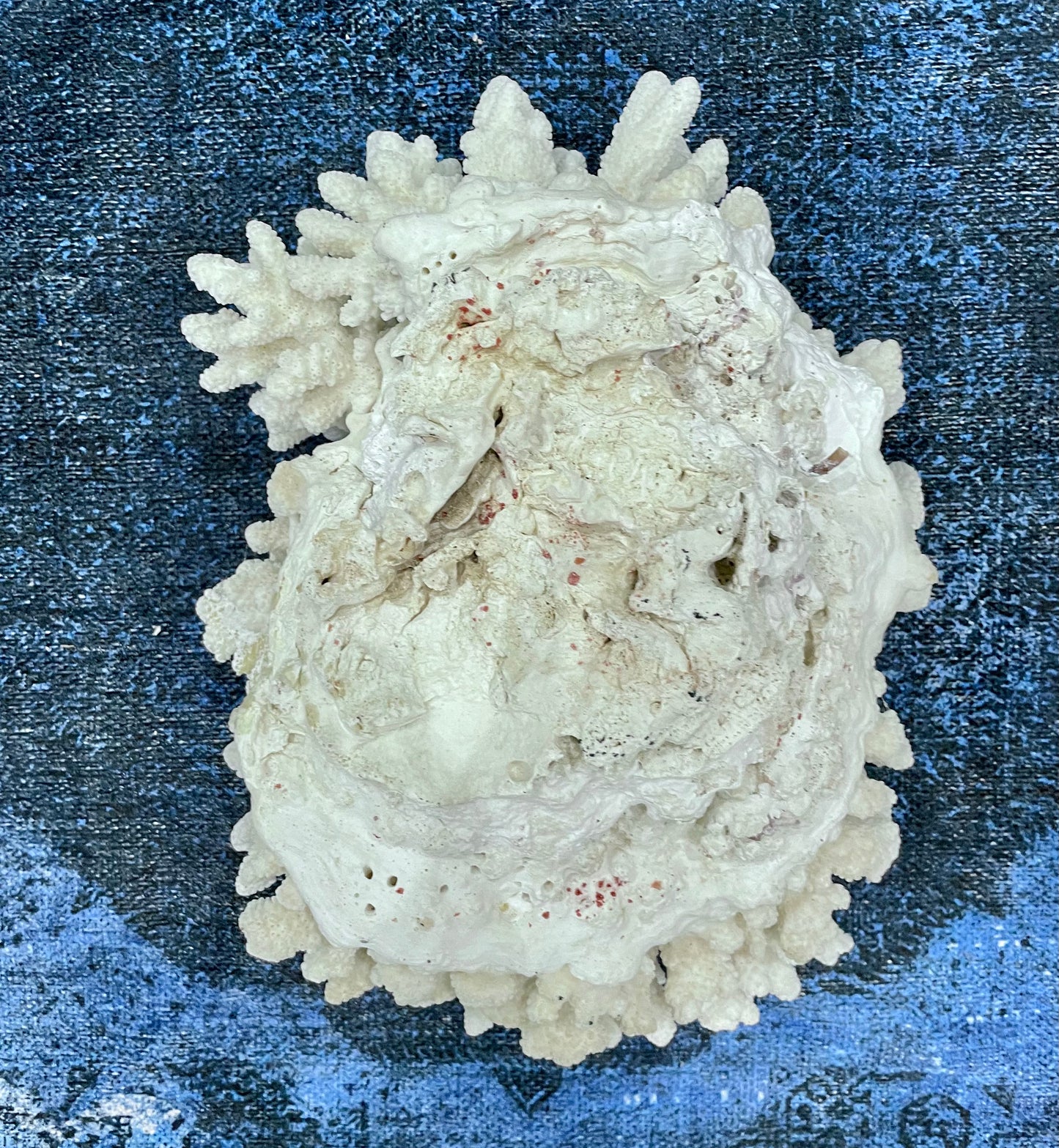 Finger Coral (14”x12”) 17 lbs