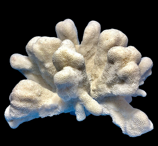 Cats Paw Coral (14”x10”)