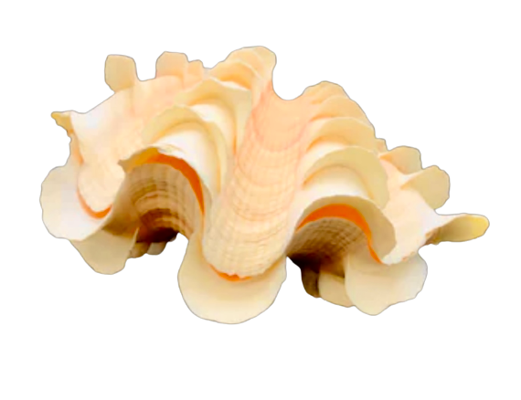 Fluted Clam Shell (5”-6”)