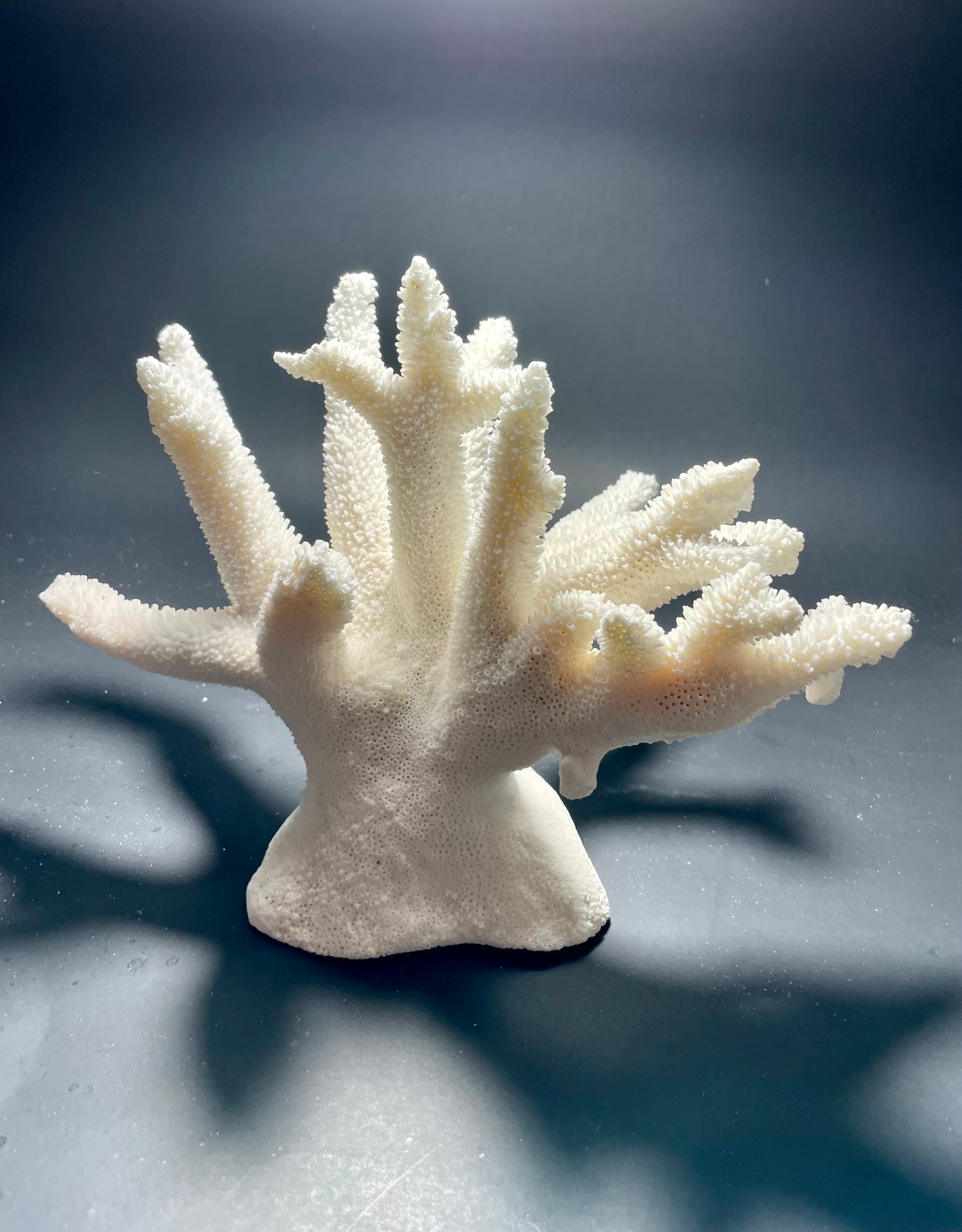 Staghorn Coral 9.5x7 - Treasures from Beneath