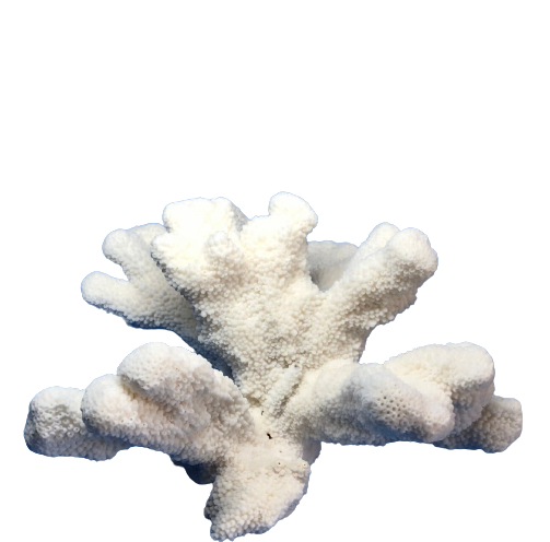 Cats Paw Coral (11”x9”)