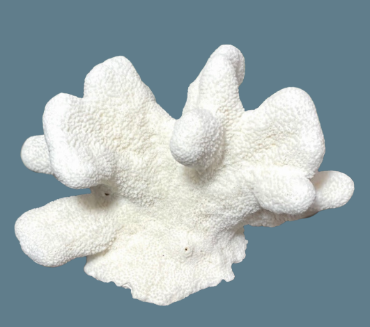 Cats Paw Coral (10”x6”)