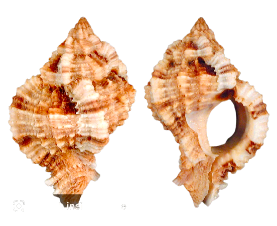 Sole Murex Shell (2”-3”)