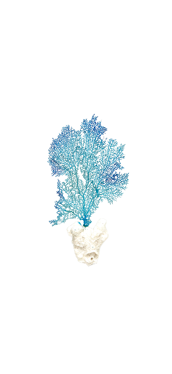 Sea Fan on Cat’s Paw Coral (13”x8”)
