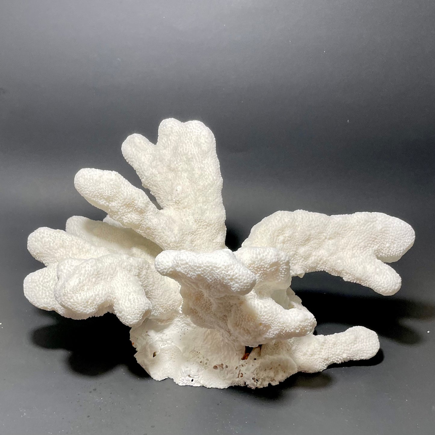 Cats Paw Coral (14”x10”)