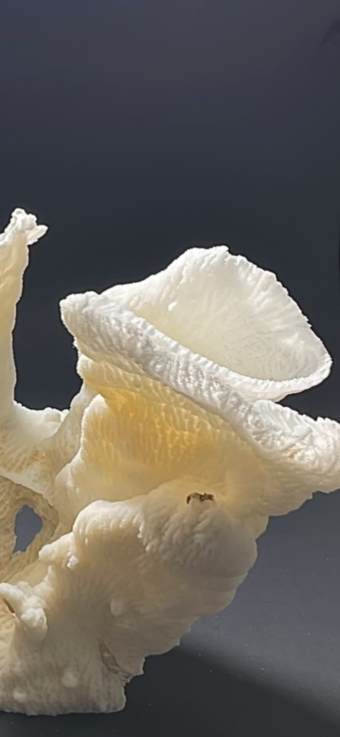 Merulina Coral (11”x10”) - Treasures from Beneath